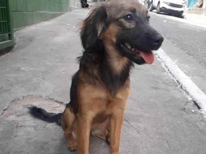 Cachorro raça Srd idade 7 a 11 meses nome Lilica 