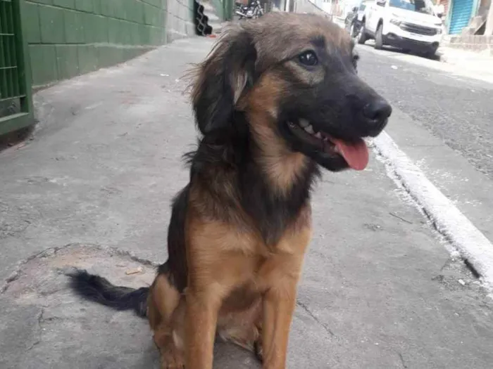 Cachorro raça Srd idade 7 a 11 meses nome Lilica 
