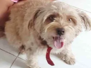 Cachorro raça Vira lata com poodle  idade 5 anos nome Mel
