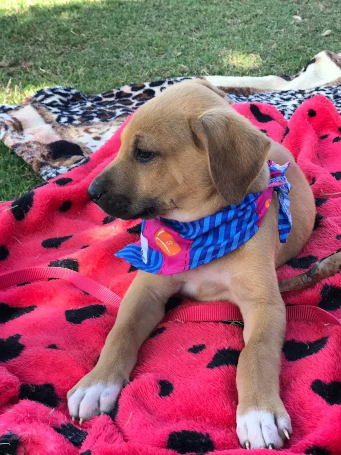 Cachorro raça Srd idade 2 a 6 meses nome Bruce