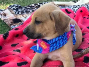 Cachorro raça Srd idade 2 a 6 meses nome Bruce