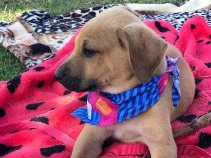 Cachorro raça Srd idade 2 a 6 meses nome Bruce