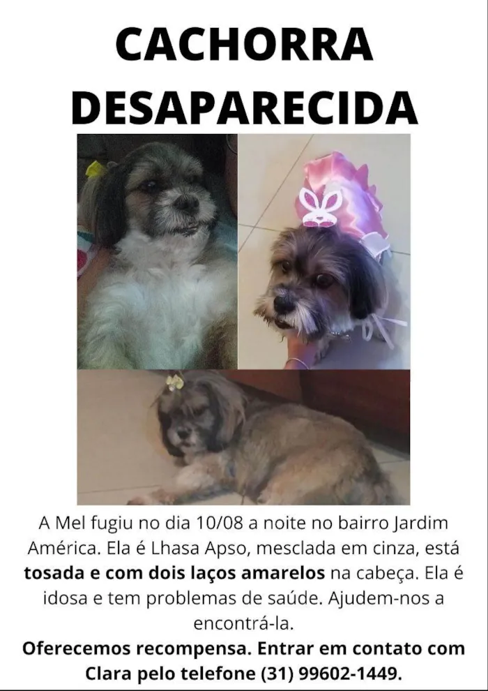 Cachorro raça Lhasa apso idade 6 ou mais anos nome Mel
