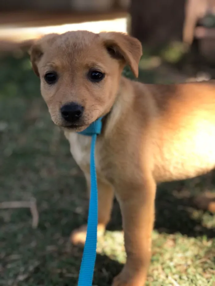 Cachorro raça Srd idade 2 a 6 meses nome Bento