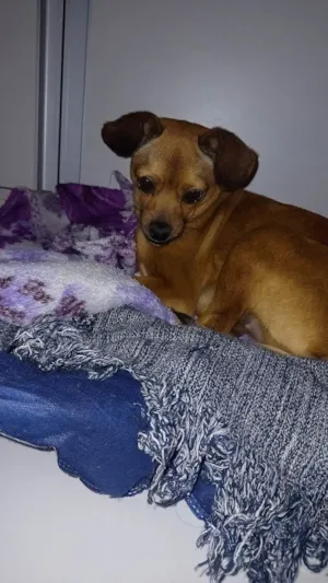 Cachorro raça Pincher idade 7 a 11 meses nome Sem nome