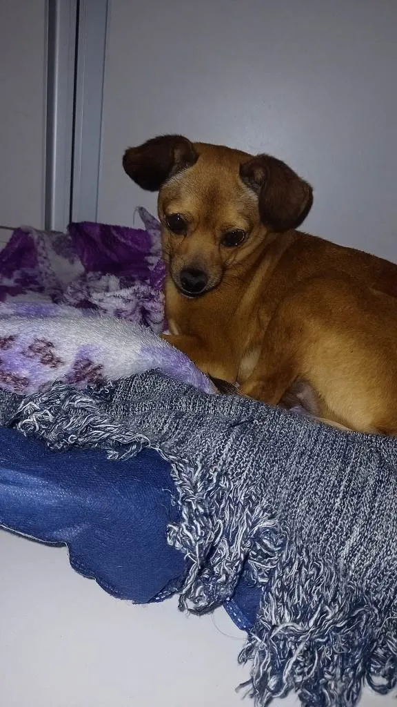 Cachorro ra a Pincher idade 7 a 11 meses nome Sem nome