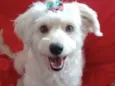Sophia 