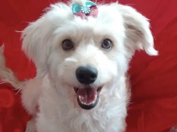Cachorro ra a Mestiça  idade 7 a 11 meses nome Sophia 