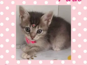 Gato raça  idade Abaixo de 2 meses nome Pink 
