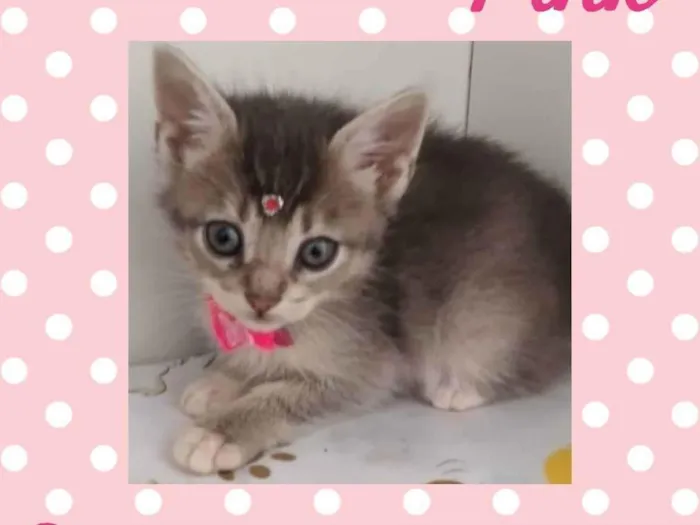 Gato raça  idade Abaixo de 2 meses nome Pink 
