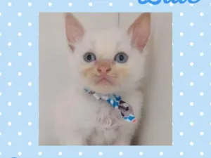Gato raça  idade Abaixo de 2 meses nome Blue 