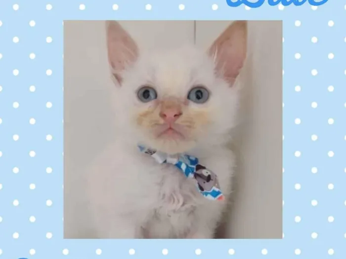 Gato raça  idade Abaixo de 2 meses nome Blue 