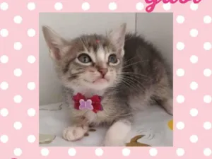 Gato raça  idade Abaixo de 2 meses nome Gabi 