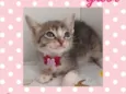 Gato raça  idade Abaixo de 2 meses nome Gabi 