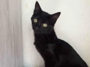 Gato raça Srd idade 2 a 6 meses nome Vick