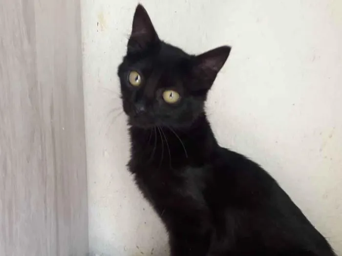 Gato raça Srd idade 2 a 6 meses nome Vick