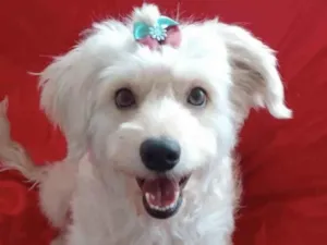 Cachorro raça Mestiça  idade 7 a 11 meses nome Sophia 