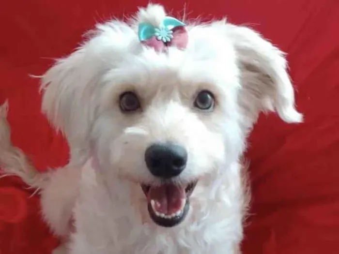 Cachorro ra a Mestiça  idade 7 a 11 meses nome Sophia 