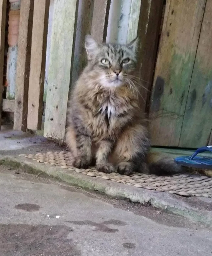 Gato ra a indefinida idade 5 anos nome Yang