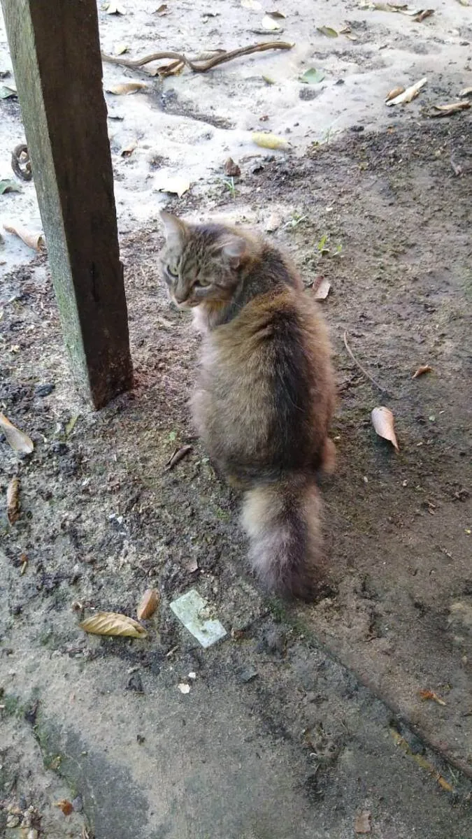 Gato ra a indefinida idade 5 anos nome Yang