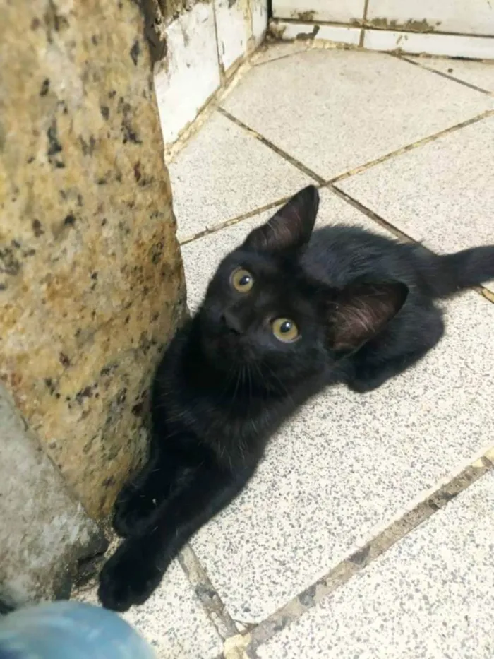 Gato ra a SRD idade 2 a 6 meses nome .