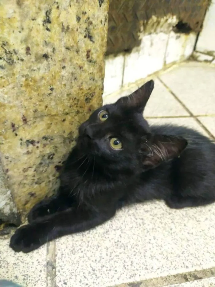 Gato ra a SRD idade 2 a 6 meses nome .