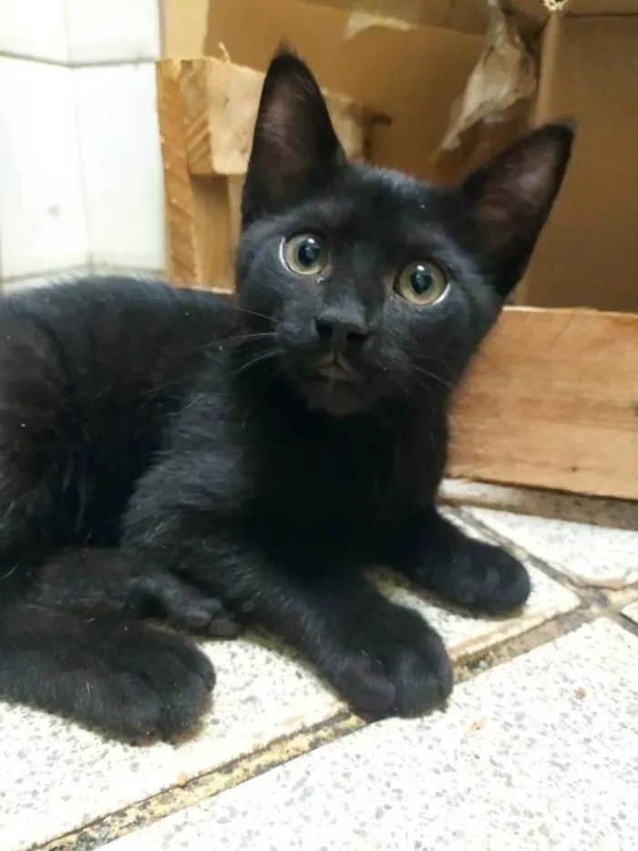 Gato ra a SRD idade 2 a 6 meses nome .