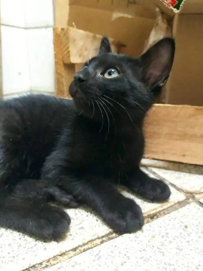 Gato ra a SRD idade 2 a 6 meses nome .