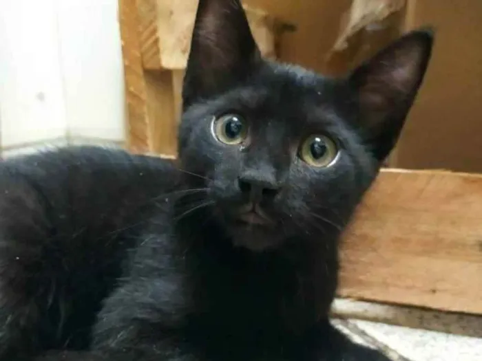 Gato ra a SRD idade 2 a 6 meses nome .