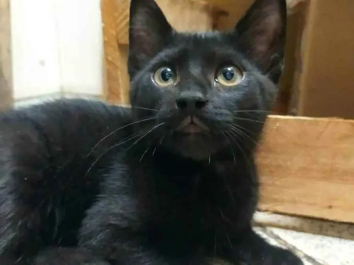 Gato ra a SRD idade 2 a 6 meses nome .