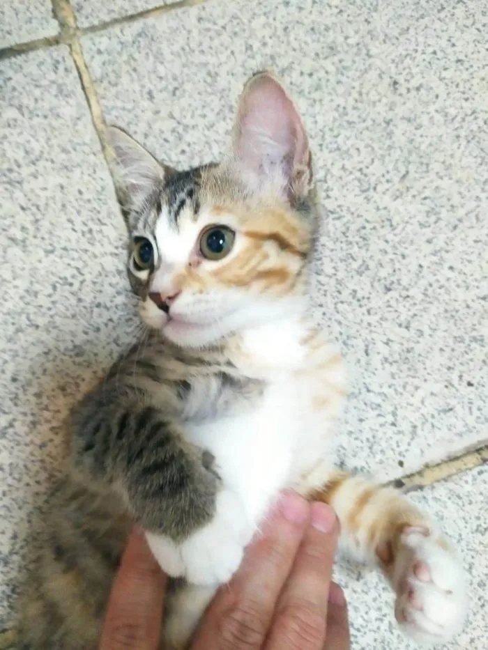 Gato ra a SRD idade 2 a 6 meses nome ..