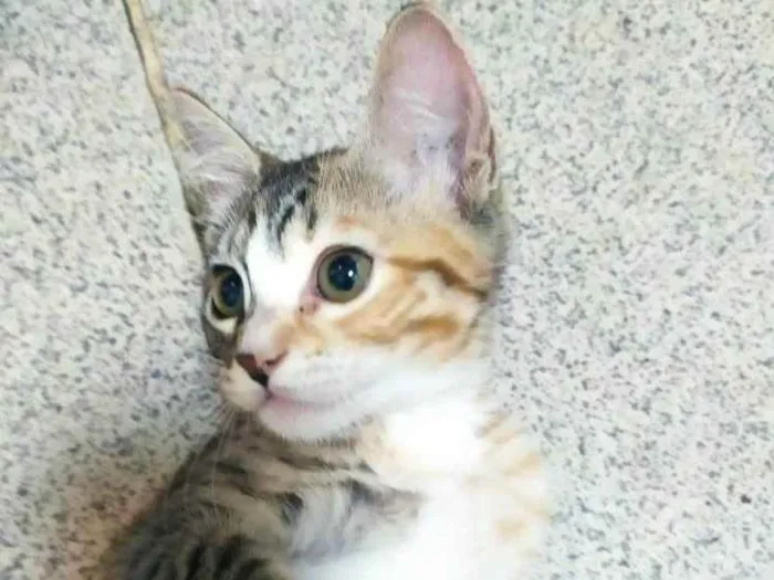 Gato ra a SRD idade 2 a 6 meses nome ..