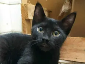 Gato raça SRD idade 2 a 6 meses nome .