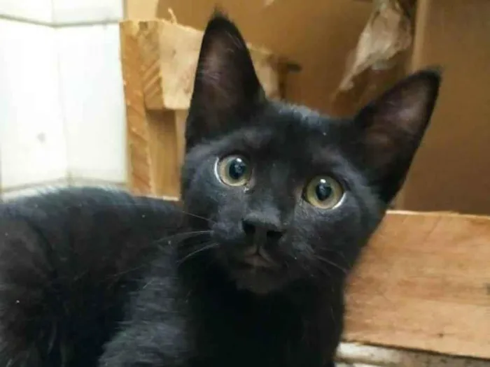 Gato ra a SRD idade 2 a 6 meses nome .