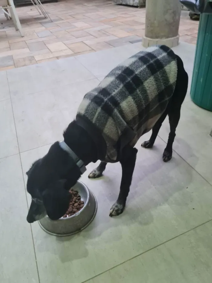 Cachorro ra a SRD idade 6 ou mais anos nome Tuco & Balu