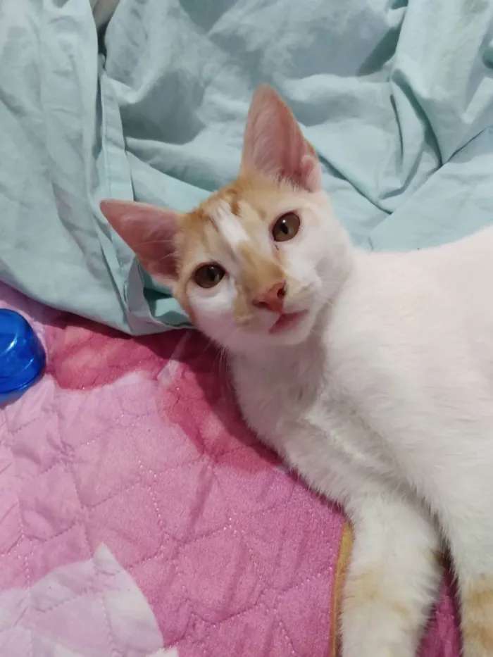 Gato ra a SRD idade 2 a 6 meses nome Mia e Tigrão 