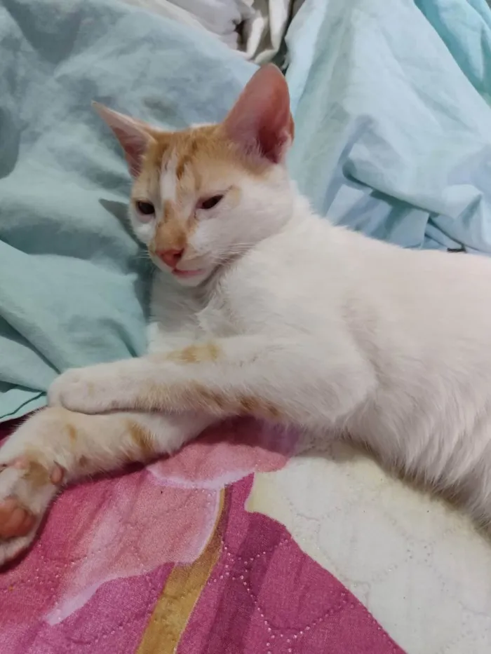 Gato ra a SRD idade 2 a 6 meses nome Mia e Tigrão 