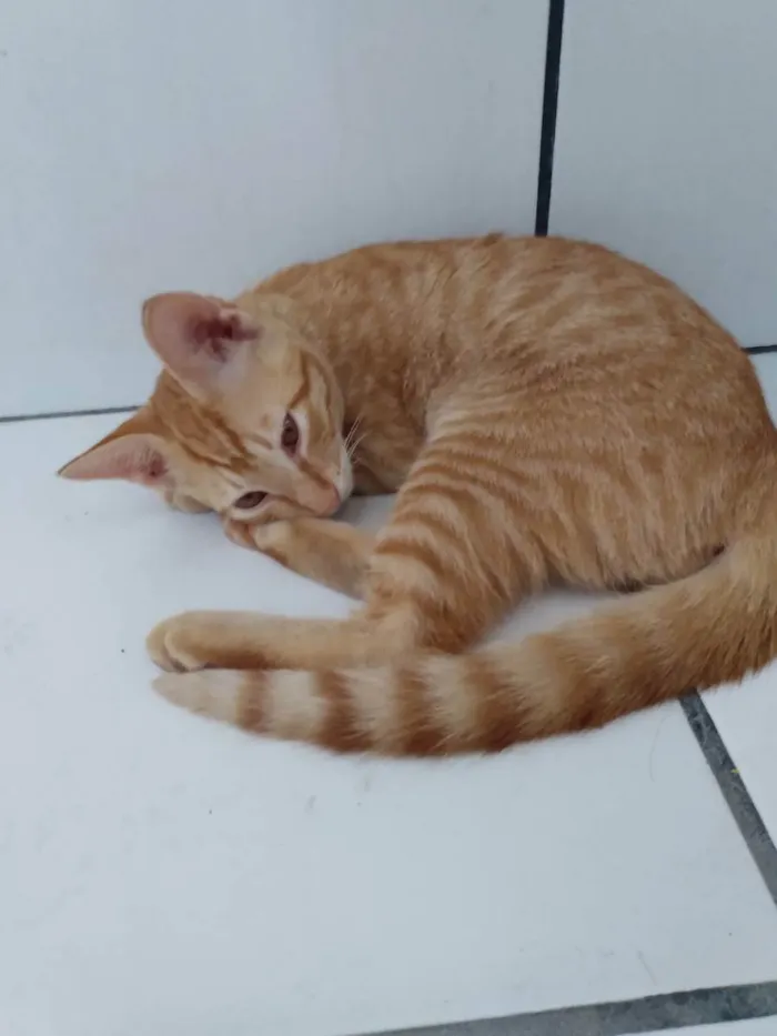 Gato ra a SRD idade 2 a 6 meses nome Mia e Tigrão 