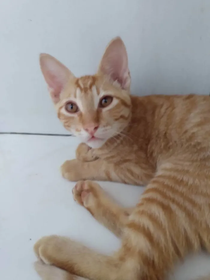 Gato ra a SRD idade 2 a 6 meses nome Mia e Tigrão 