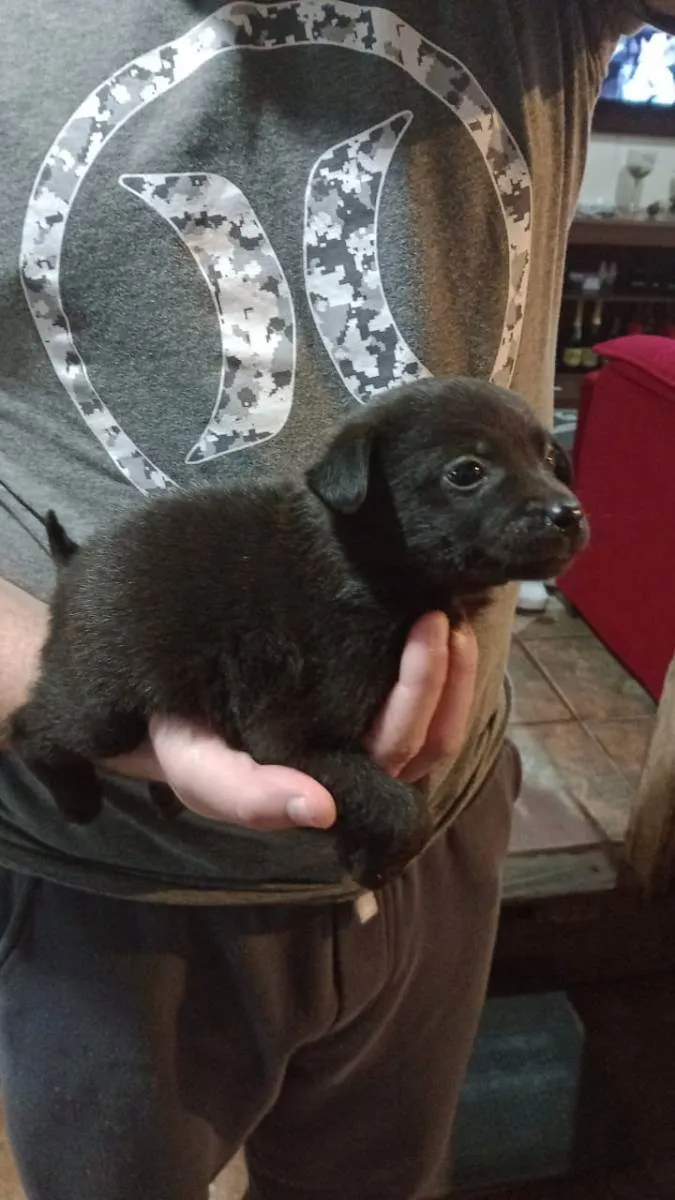 Cachorro ra a Vira-lata  idade Abaixo de 2 meses nome Sem nome