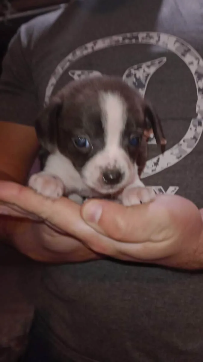 Cachorro ra a Vira-lata  idade Abaixo de 2 meses nome Sem nome