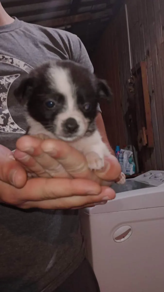 Cachorro ra a Vira-lata  idade Abaixo de 2 meses nome Sem nome