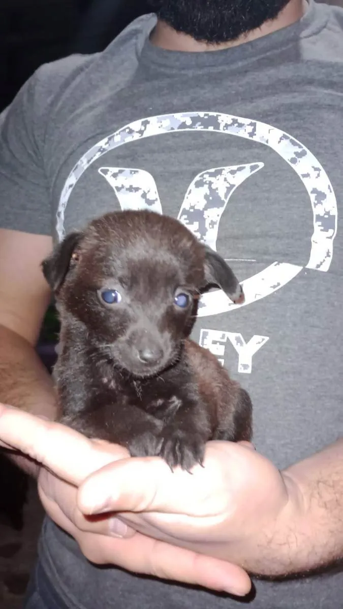 Cachorro ra a Vira-lata  idade Abaixo de 2 meses nome Sem nome