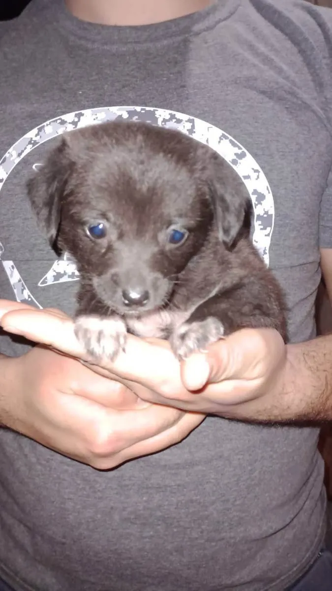 Cachorro ra a Vira-lata  idade Abaixo de 2 meses nome Sem nome