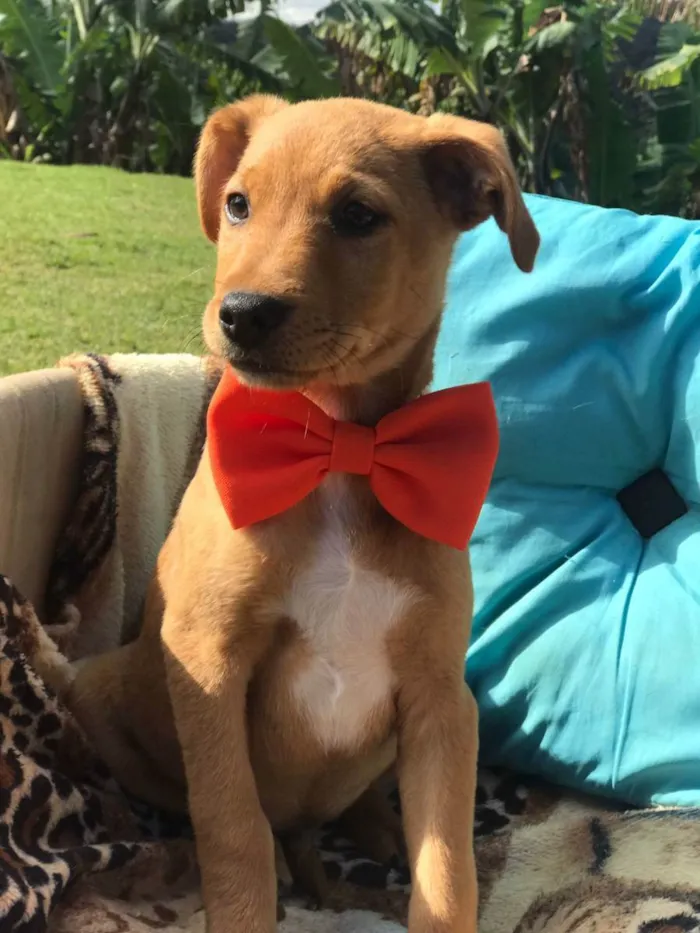 Cachorro raça Srd idade 2 a 6 meses nome Bento