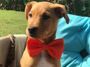 Cachorro raça Srd idade 2 a 6 meses nome Bento