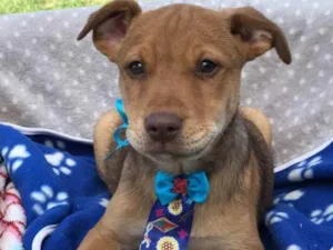 Cachorro raça Srd idade  nome Bóris