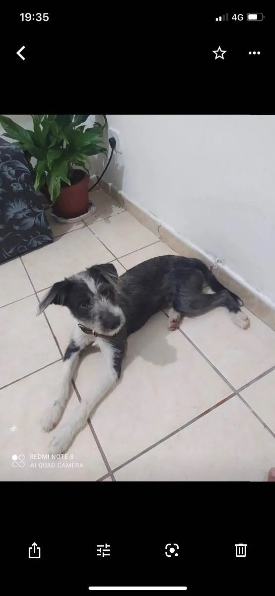 Cachorro ra a Vira lata idade 2 anos nome Bob