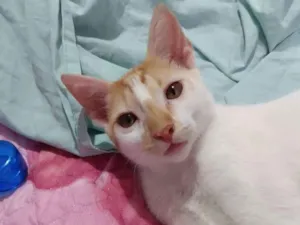 Gato raça SRD idade 2 a 6 meses nome Mia e Tigrão 