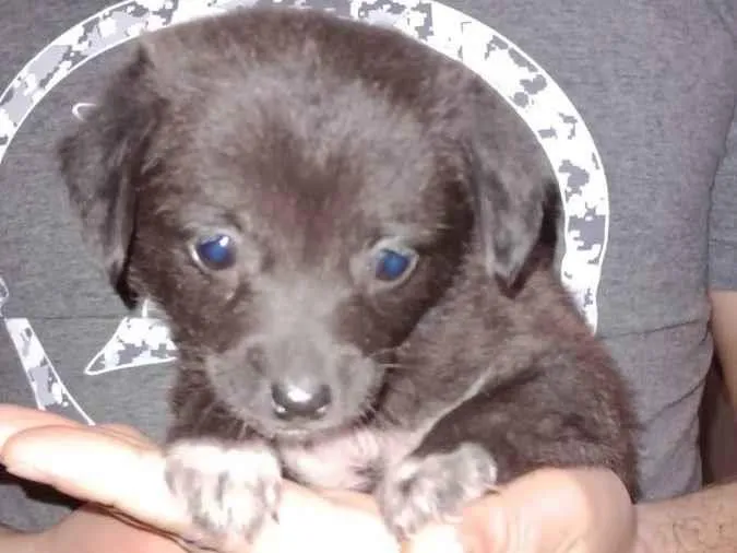 Cachorro ra a Vira-lata  idade Abaixo de 2 meses nome Sem nome